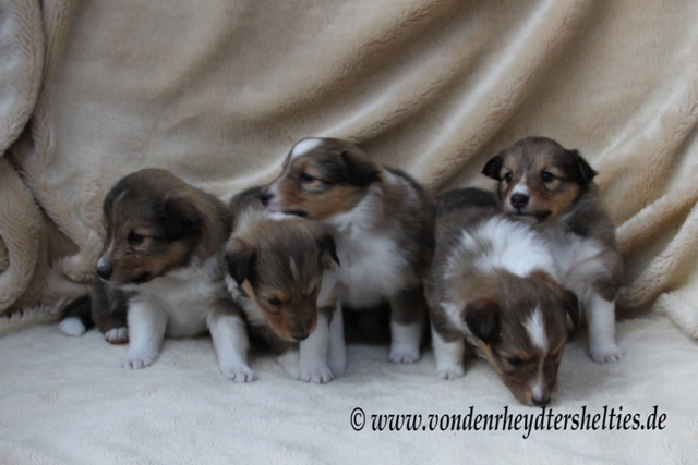 von li nach re: A-chen 1-5